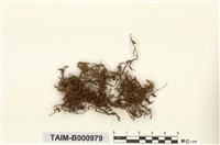 藏品(大殘齒苔)的圖片